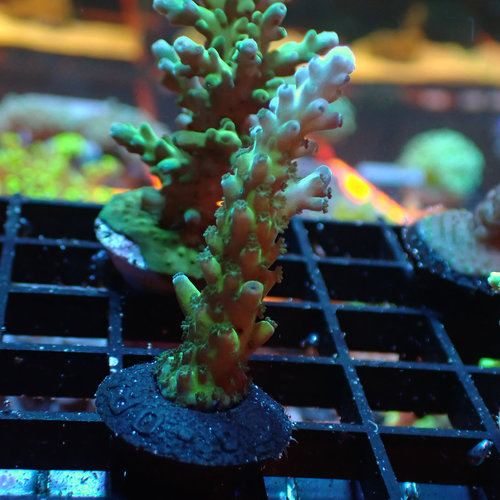 ORA Farm Carl Acropora (ORA) Frag ORA Farm Carl Acropora (ORA) Frag