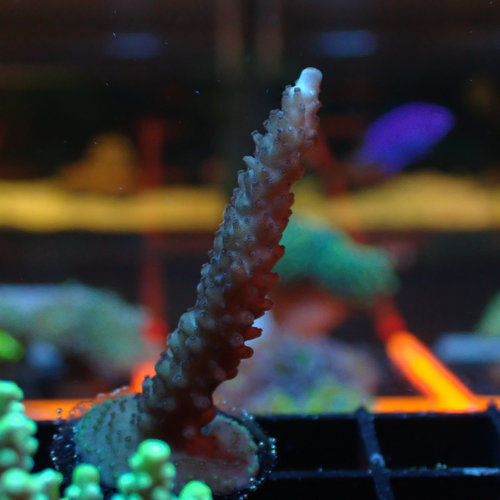ORA Farm Miami Orchid Staghorn Acropora (ORA) Frag ORA Farm Miami Orchid Staghorn Acropora (ORA) Frag