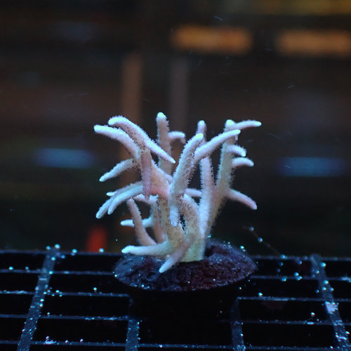 ORA Farm Green Tip Pink Birdsnest (ORA) Frag ORA Farm Green Tip Pink Birdsnest (ORA) Frag