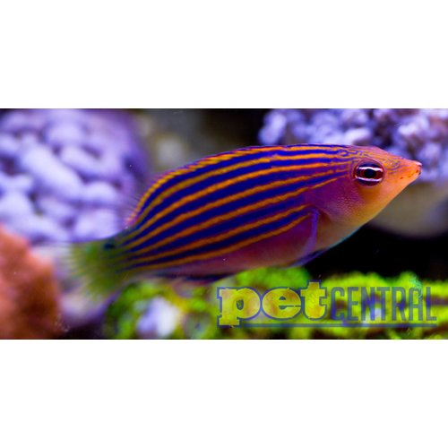 Six Line Wrasse SM Six Line Wrasse SM