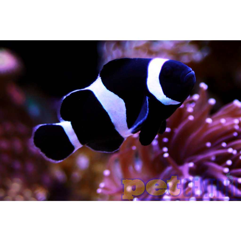 Sustainable Aquatics Black and White Ocellaris Clownfish SM