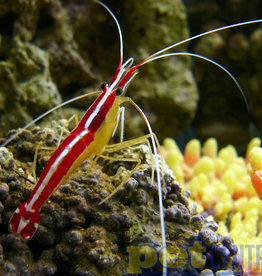 Cleaner Shrimp