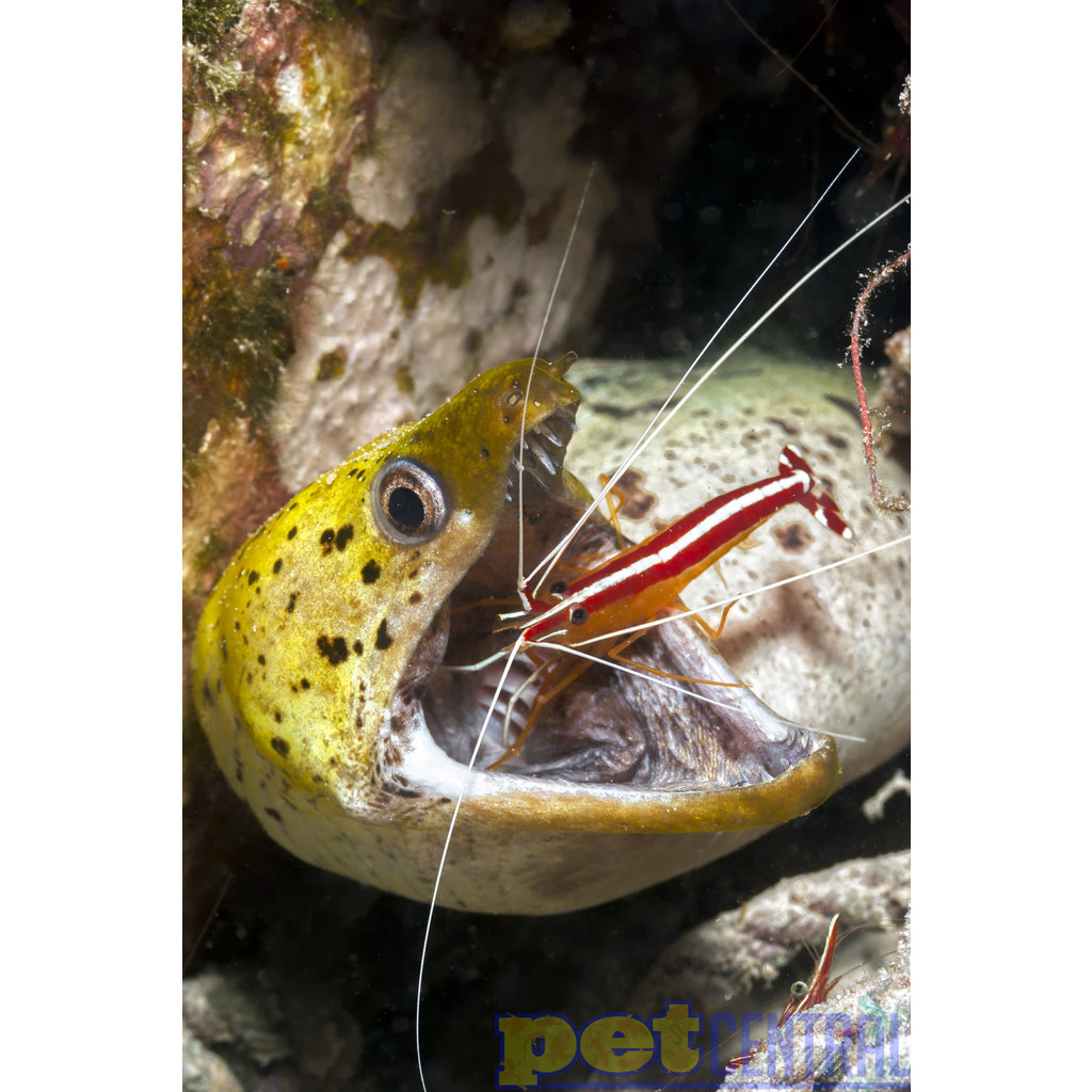 Cleaner Shrimp Pet Central