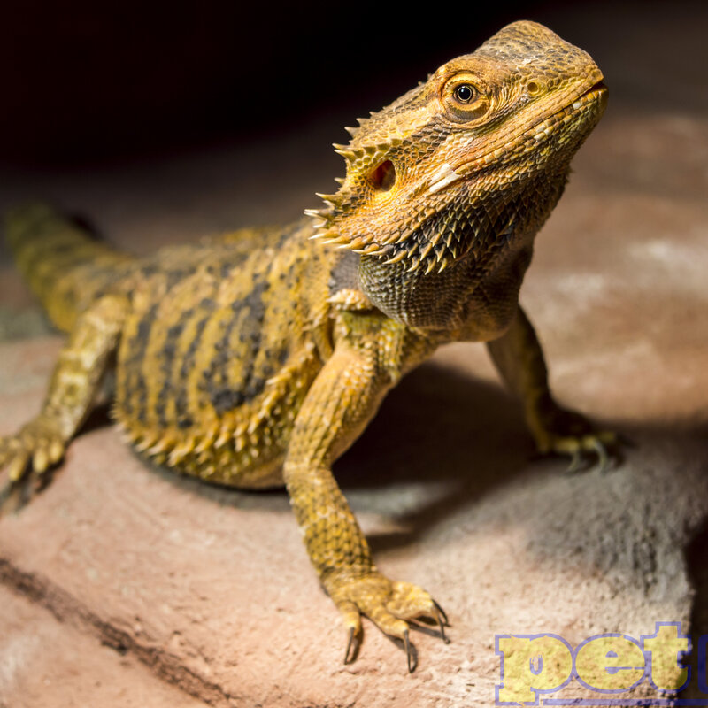 Bearded Dragon Adult