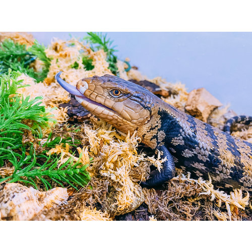 Halmahera Blue Tongue Skink MD Halmahera Blue Tongue Skink MD