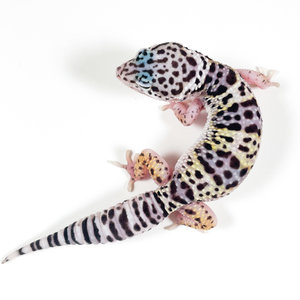 Albino Mack Snow Leopard Gecko Juvenile