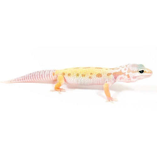 Leucistic Leopard Gecko Juvenile Leucistic Leopard Gecko Juvenile