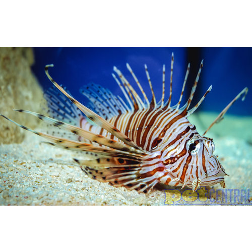 Volitan Lionfish LG Volitan Lionfish LG