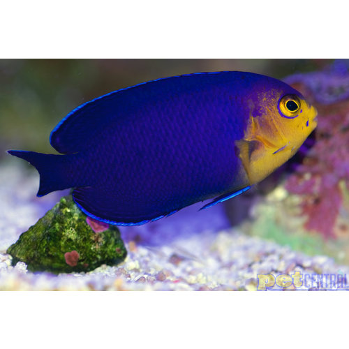 Blue Pygmy Cherub Angel MD Blue Pygmy Cherub Angel MD
