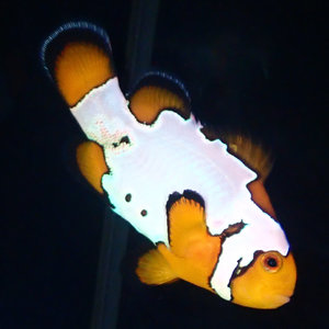 Sustainable Aquatics Snowflake Clownfish - Special (Sus. Aq.) LG
