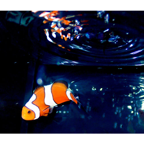 Sustainable Aquatics Fancy White Semi Clownfish (Sus. Aq) MD