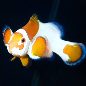 Sustainable Aquatics Orange Storm Clownfish (Sus. Aq.) LG