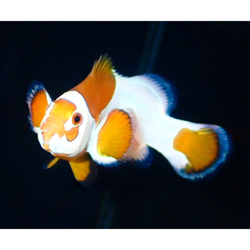 Sustainable Aquatics Orange Storm Clownfish (Sus. Aq.) LG Sustainable Aquatics Orange Storm Clownfish (Sus. Aq.) LG