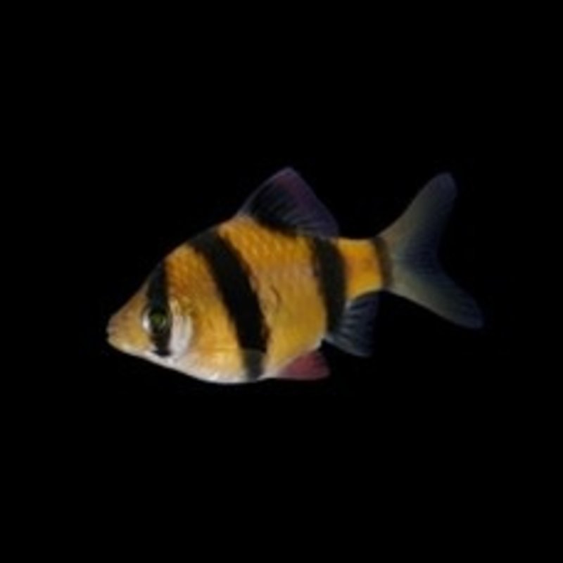 Glofish® Barb Sunburst Orange®