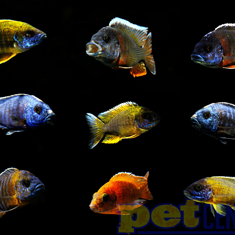 haps cichlids