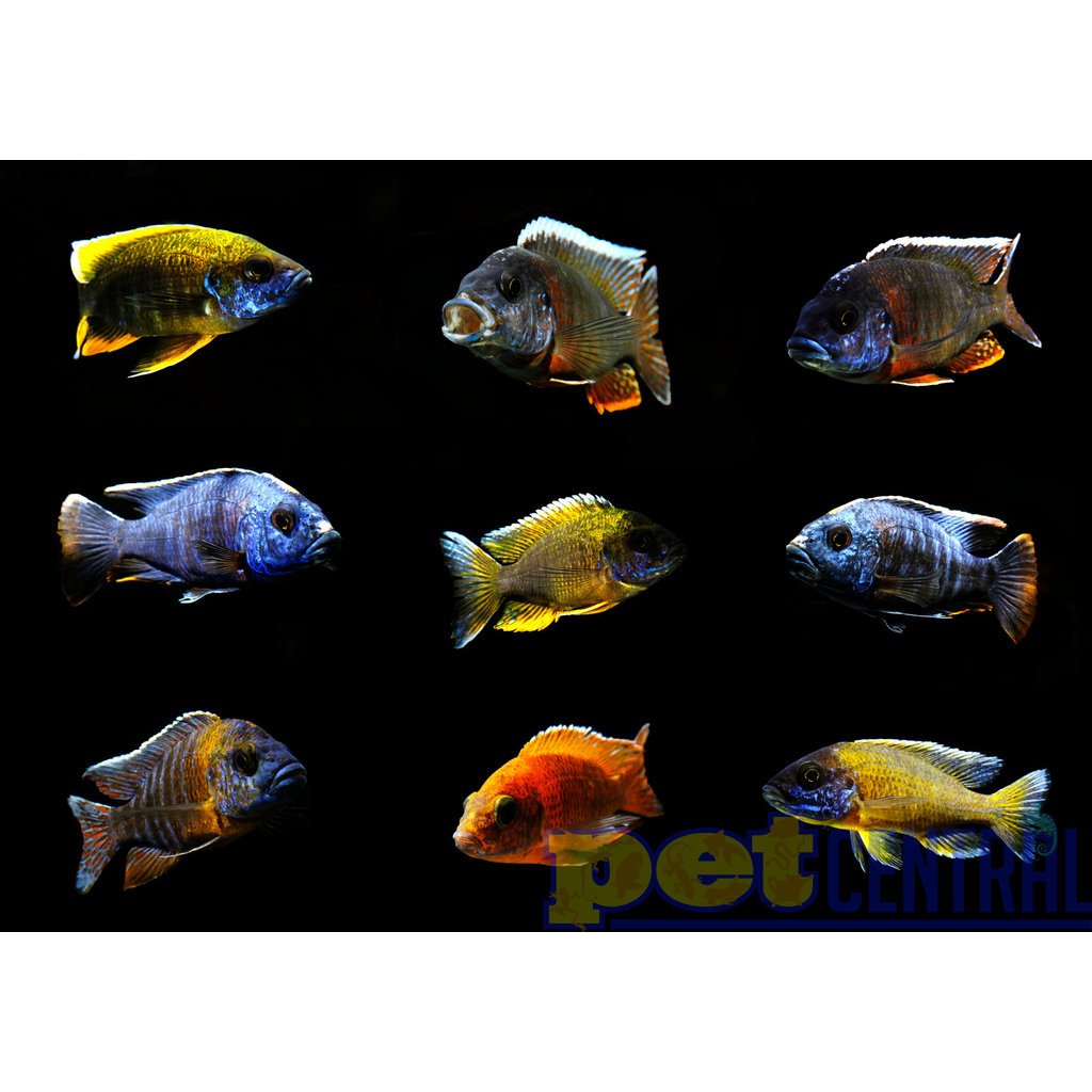 Assorted Peacock / Hap Cichlid (Male) XL