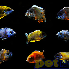 Assorted Peacock / Hap Cichlid (Male) XL