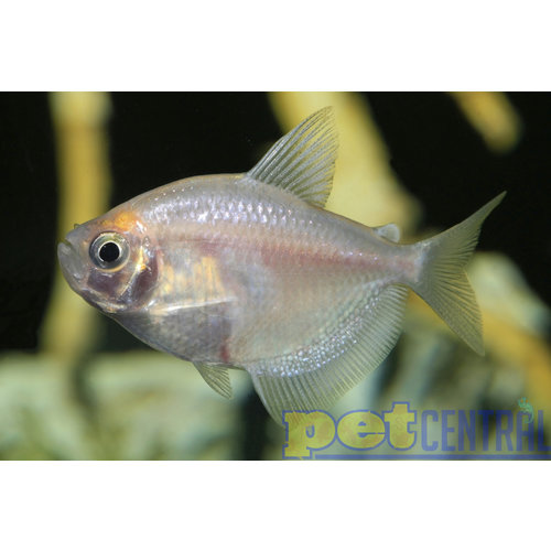White Skirt Tetra White Skirt Tetra