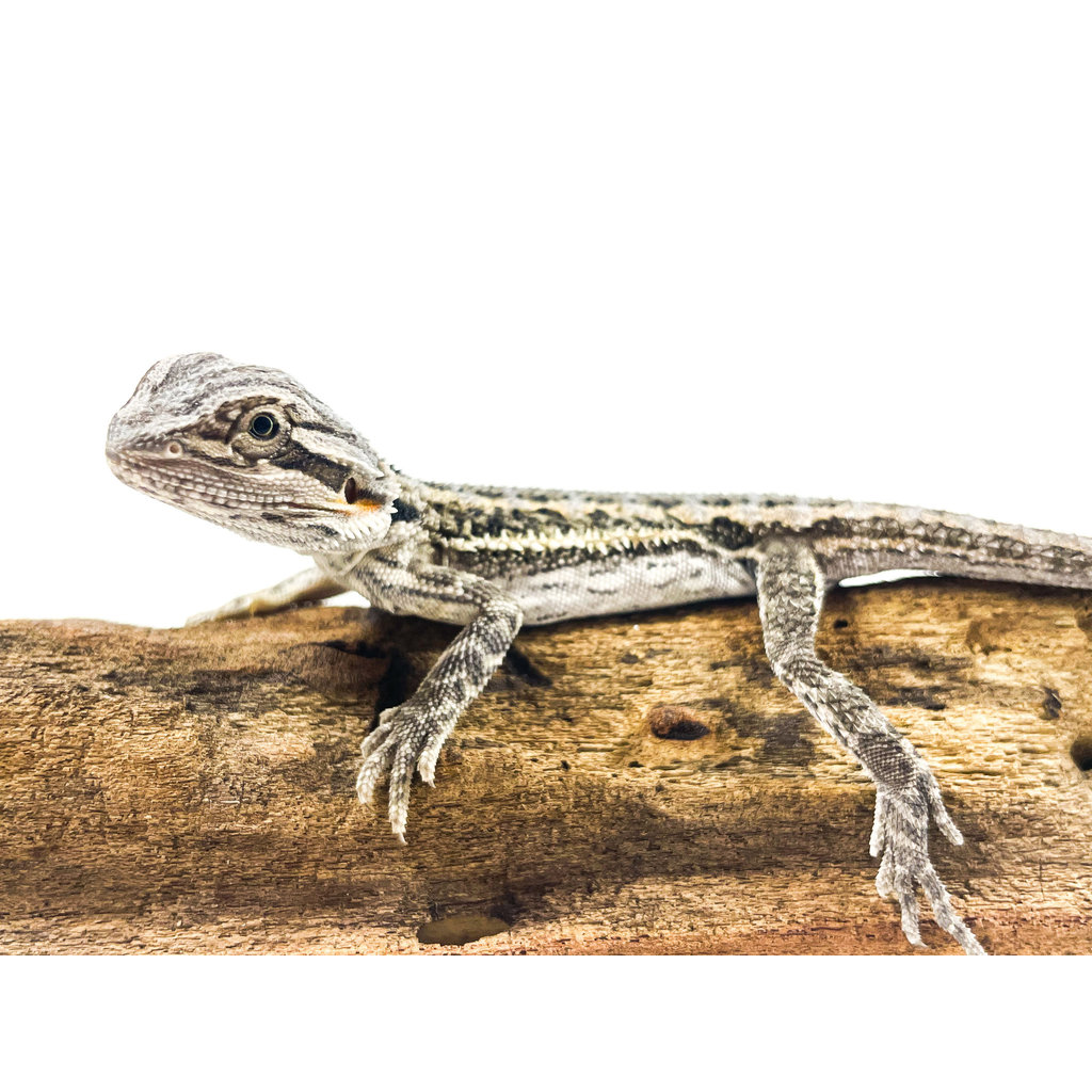 Captive Bred Bearded Dragon Baby (4"-6")