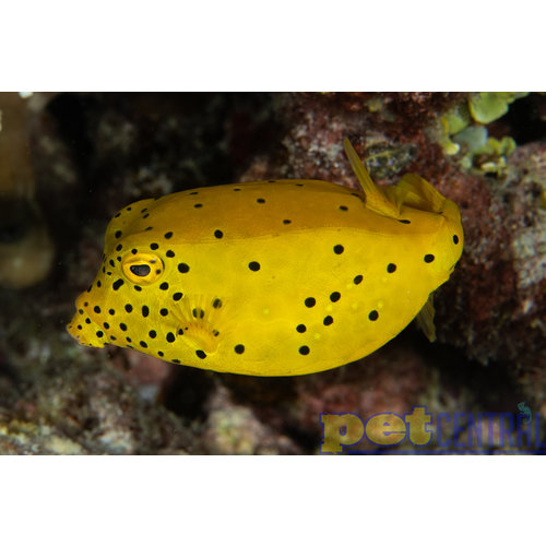 Yellow Cubicus LG Yellow Cubicus LG