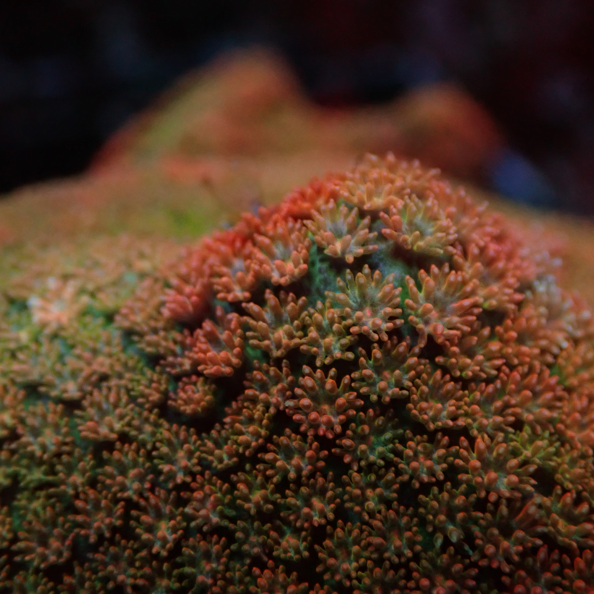 Montipora Corals For Sale