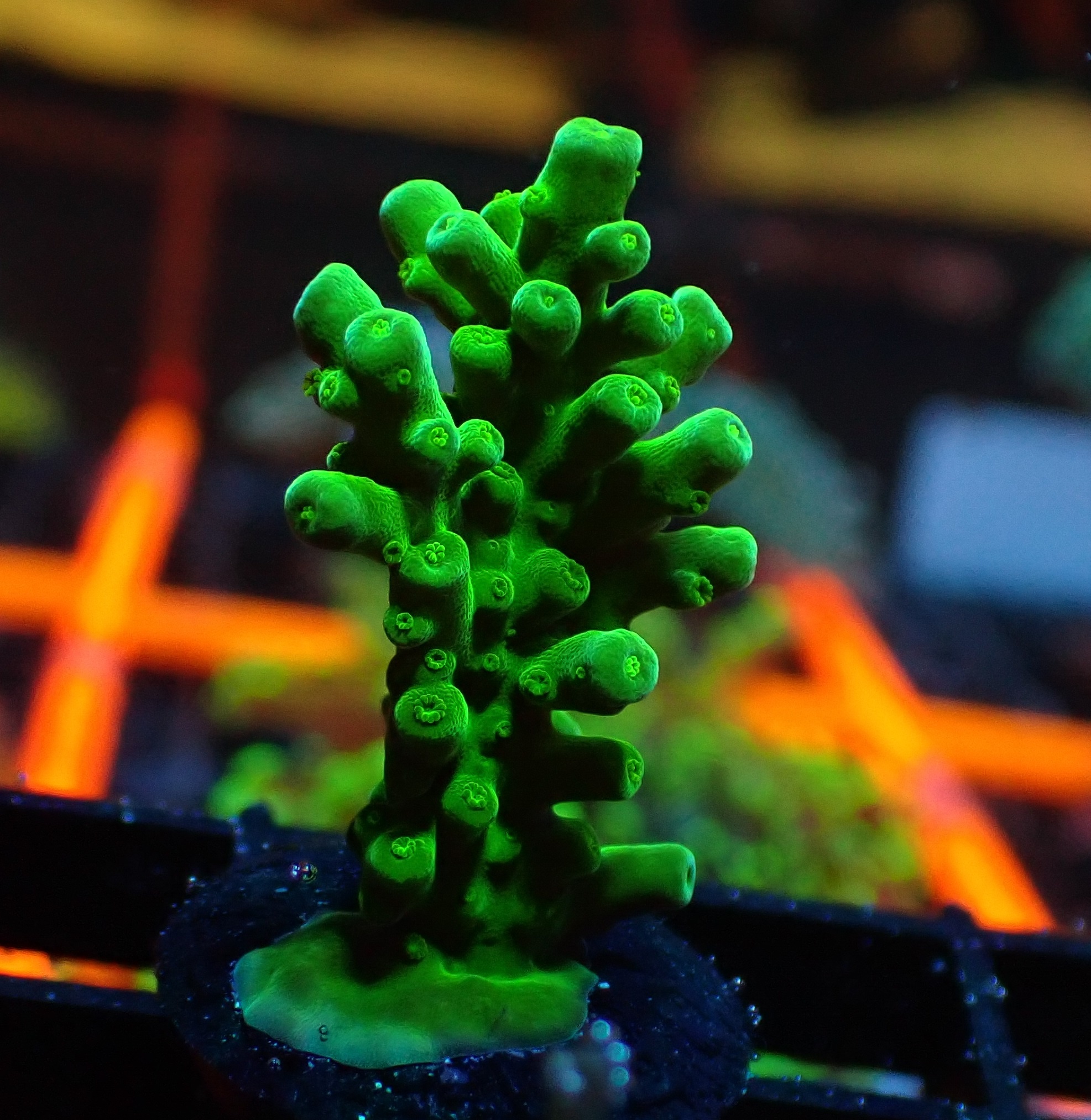 SPS Corals For Sale