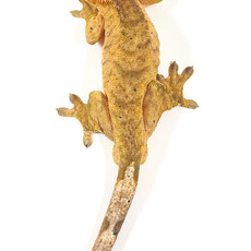 Captive Bred Dalmatian Crested Gecko (Male) Adult