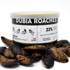 DubiaRoaches Canned Dubia LG (25ct)
