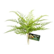 Zoo Med Naturalistic Flora Lace Fern Plant
