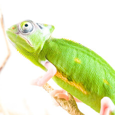 Captive Bred High White Piebald Veiled Chameleon (Male) Baby