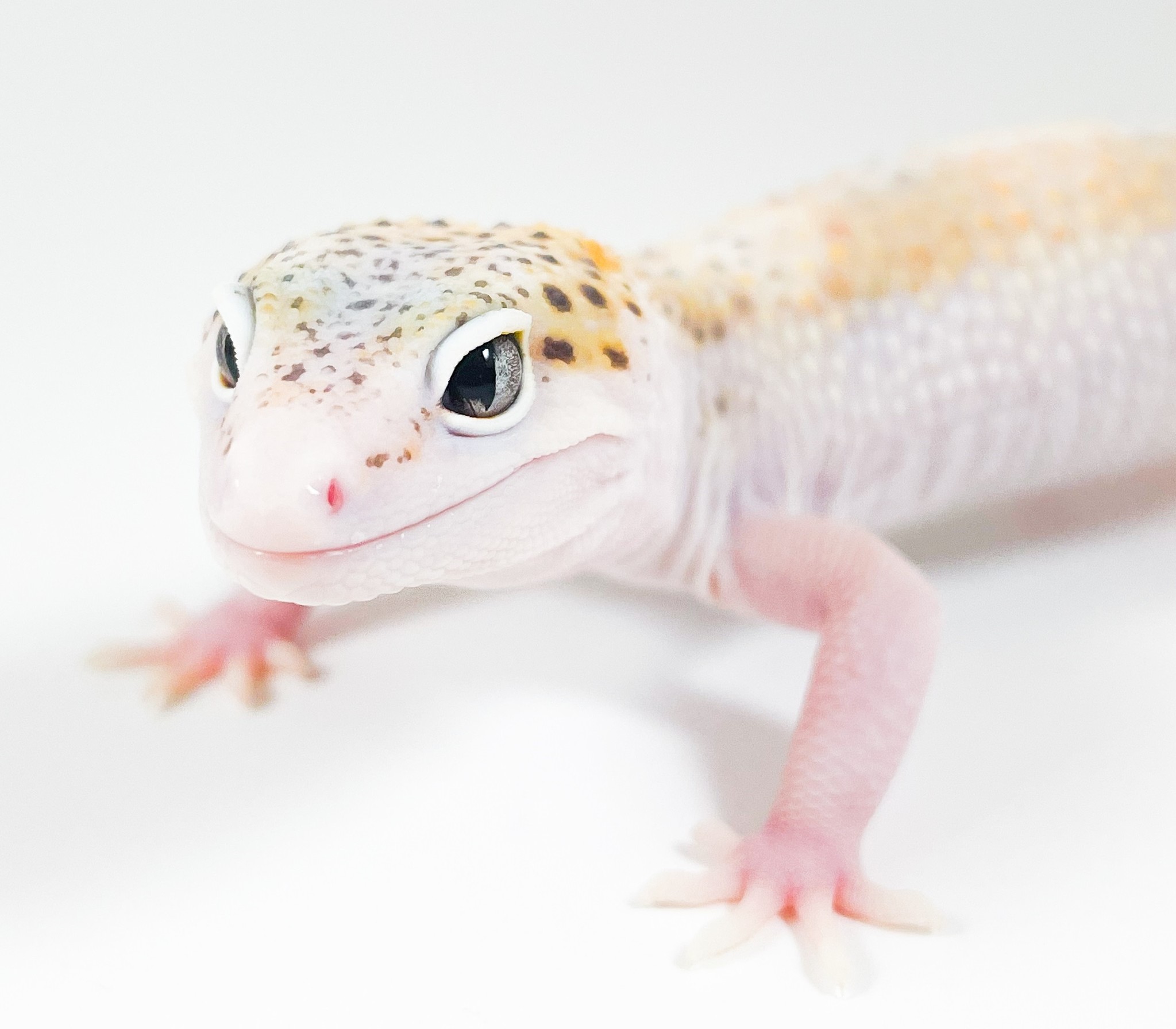 leopard geckos for sale online