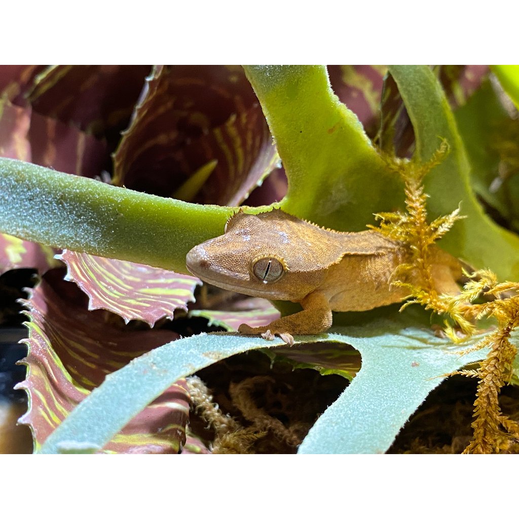 Captive Bred Crested Gecko Baby