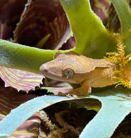 Captive Bred Crested Gecko Baby