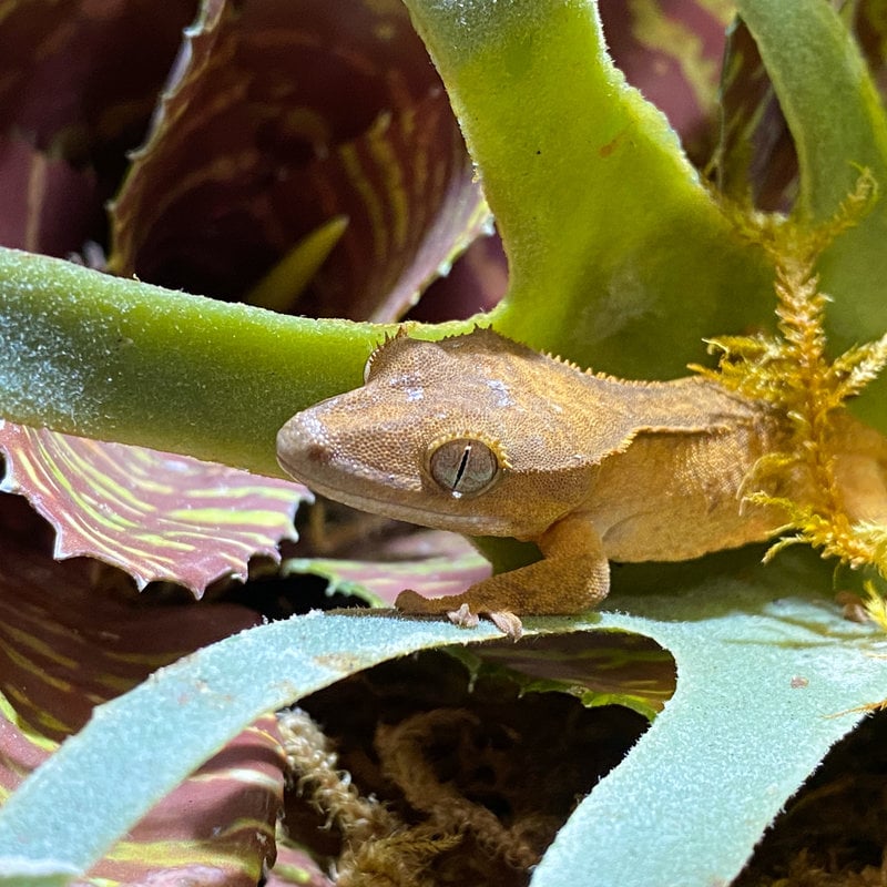 Captive Bred Crested Gecko Baby