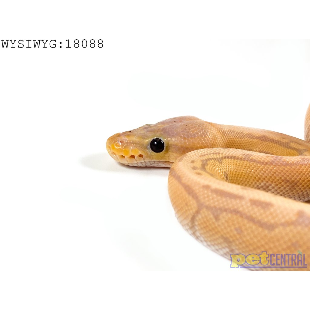 Captive Bred Banana Pinstripe Ball Python (Male) Baby (18088)