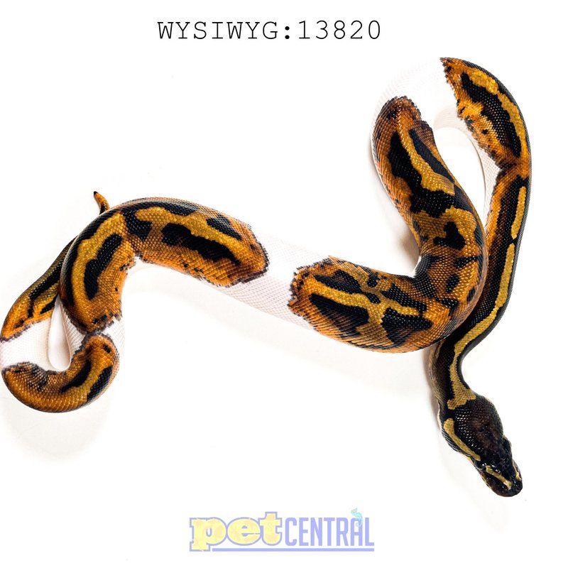 cheap snake supplies