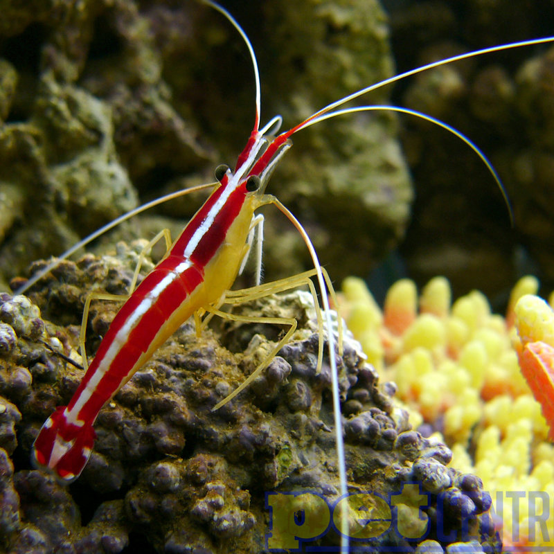 Cleaner (Skunk) Shrimp SM