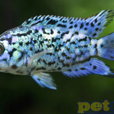 Electric Blue Jack Dempsey SM