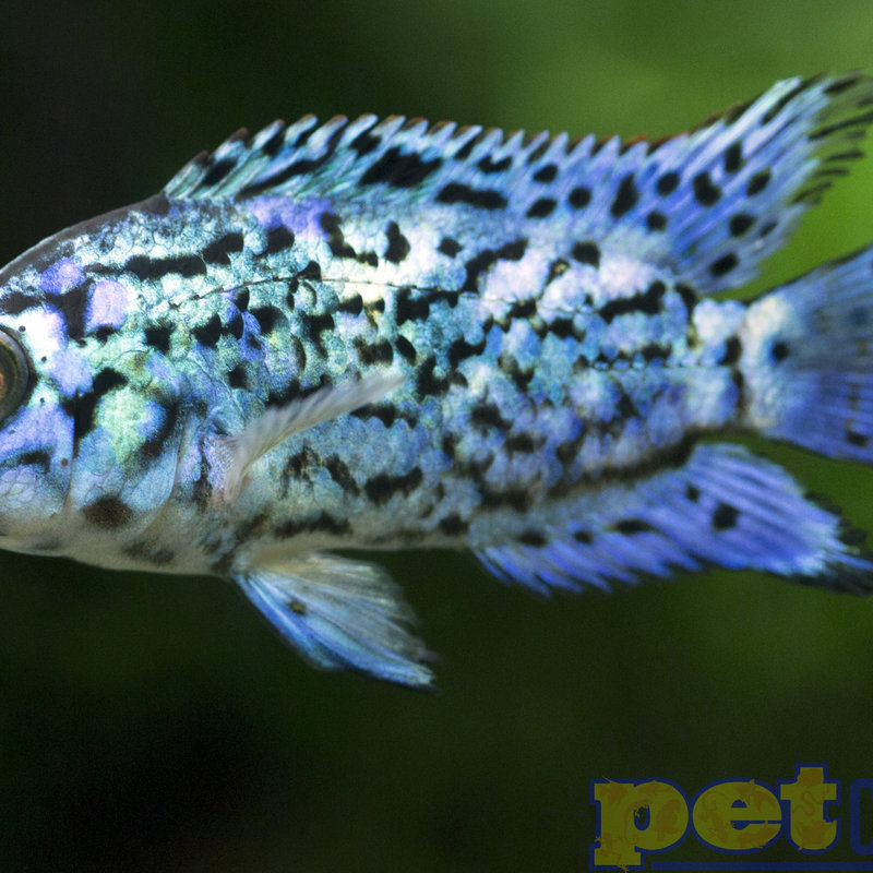 central american cichlids