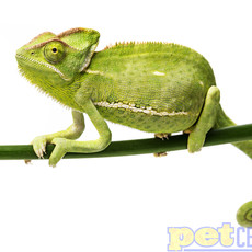 Captive Bred Veiled Chameleon (Female) Juvenile SM (3"-4")