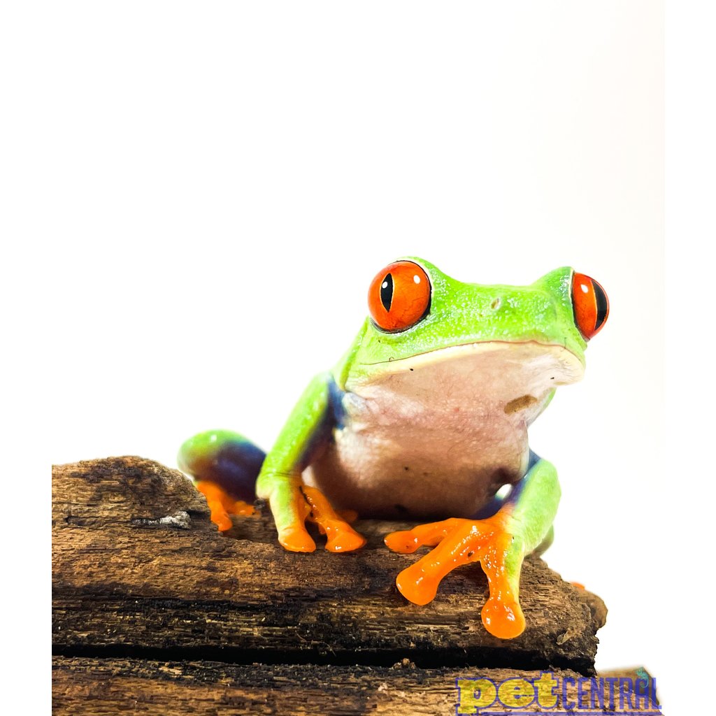 Red Eye Tree Frog Adult (2"-2.5")