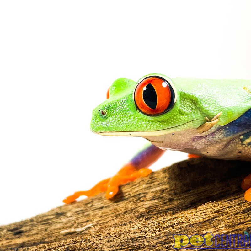Red Eye Tree Frog Adult (2"-2.5")