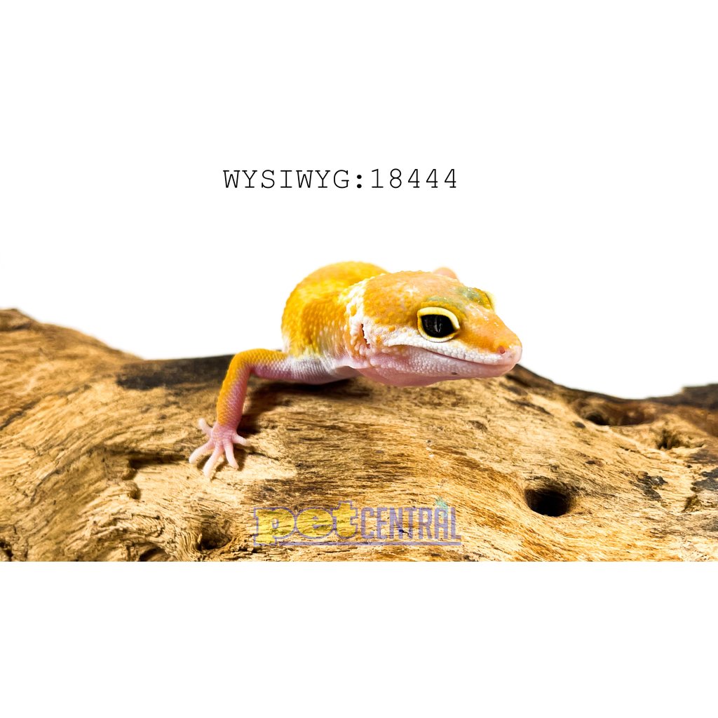 Captive Bred Hypomelanistic Carrot Tail Leopard Gecko Baby (18444)
