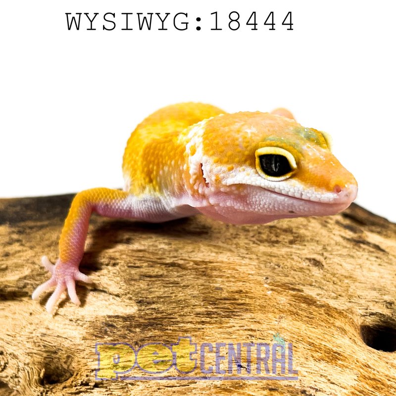 Captive Bred Hypomelanistic Carrot Tail Leopard Gecko Baby (18444)