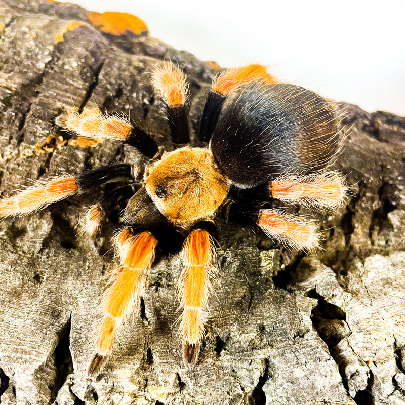 Mexican Fire Leg Tarantula (Female) Sub Adult (18042)