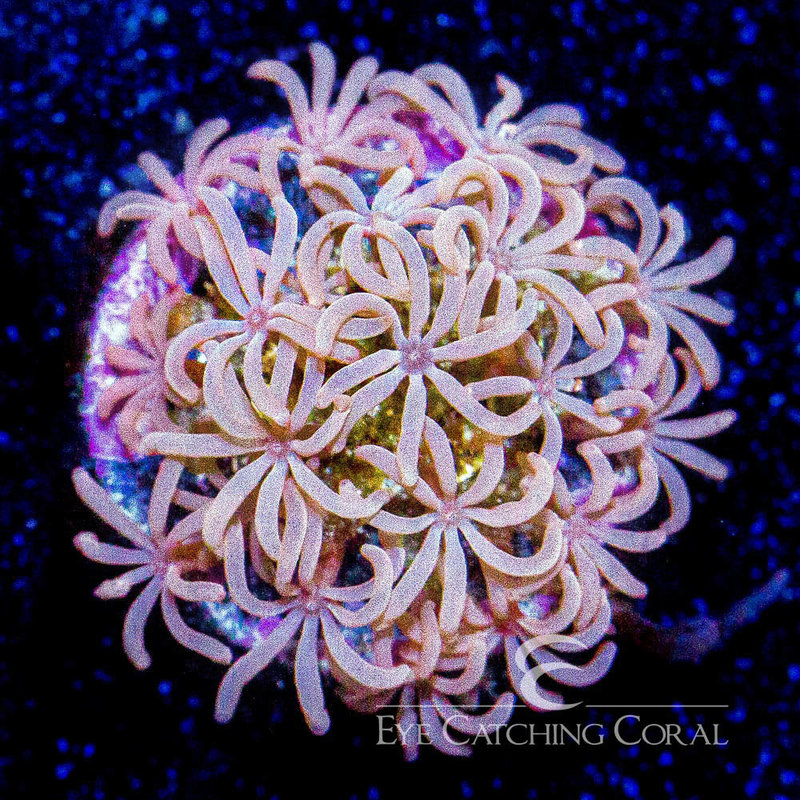 Eye Catching Coral (ECC) Cedarwood Daisy Polyp (ECC) Frag