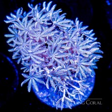 Eye Catching Coral (ECC) Xenia Frag LG
