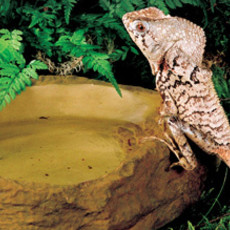 Exo Terra Natural Rock Water Bowl Dish