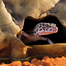 Exo Terra Gecko Cave Reptile Hide
