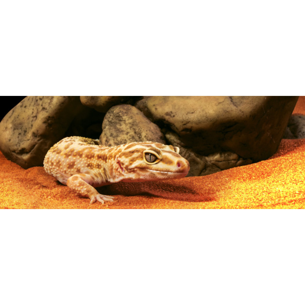 Reptile Cave Hide Pet Central